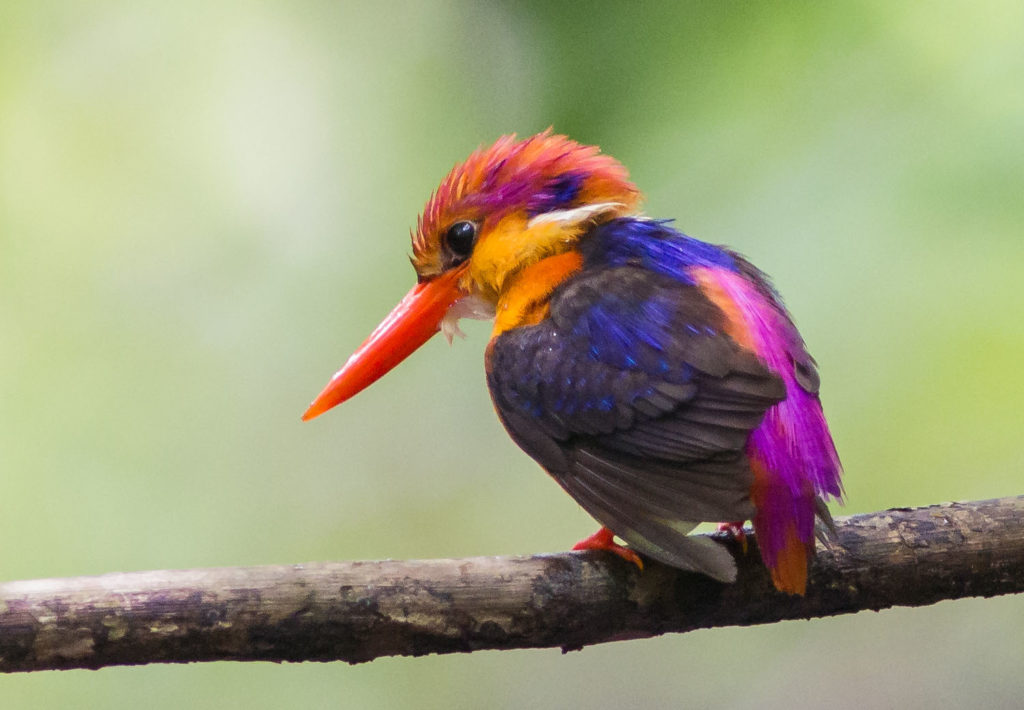 Oriental Dwarf Kingfisher