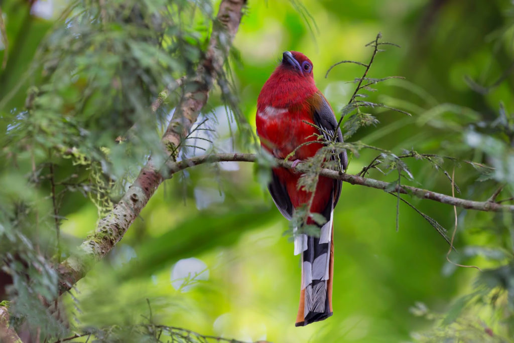 Red Headed Trogon