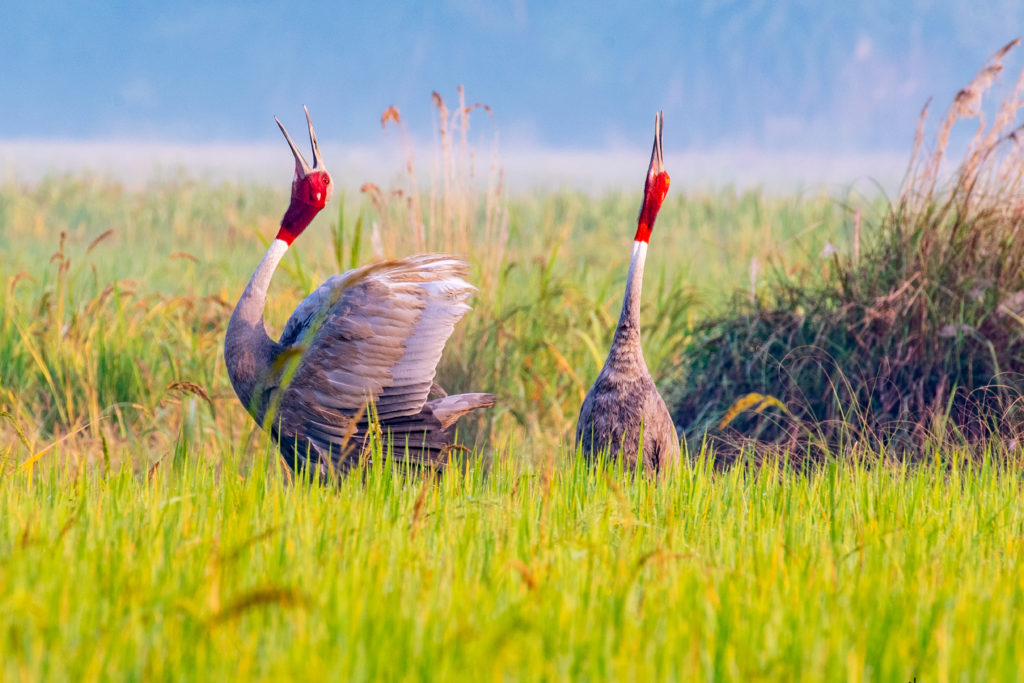 Sarus Crane