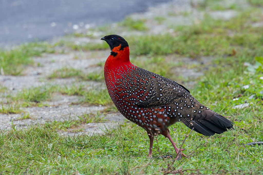 Satyr Tragopan